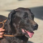 Labrador Brenda, 07/2014, 50 cm
