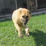 Mischling Campero, 03/2025, 70 cm