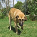 Mischling Campero, 03/2025, 70 cm