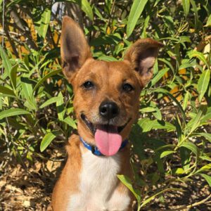Mischling Canelo, 09/2022, ca. 35 cm