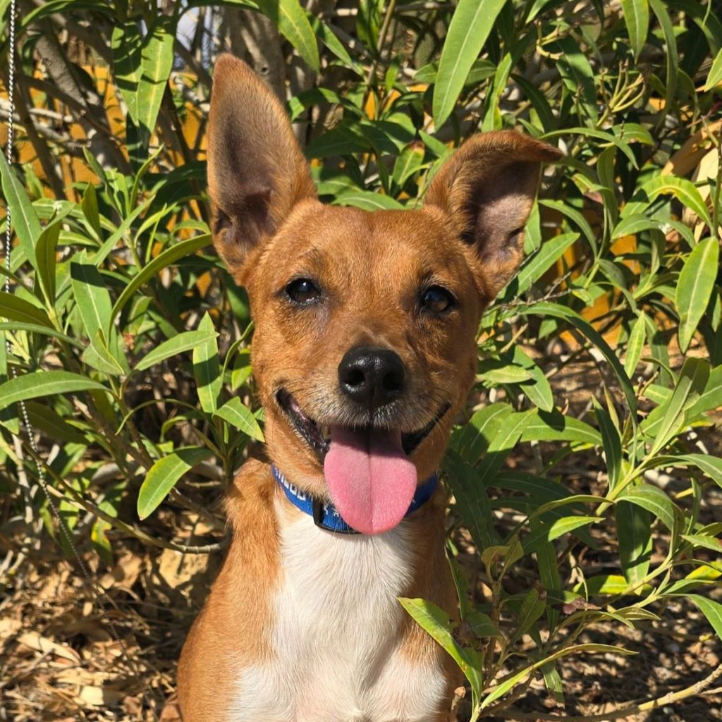 Mischling Canelo, 09/2022, ca. 35 cm