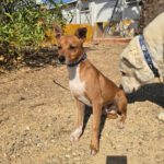 Mischling Canelo, 09/2022, ca. 35 cm