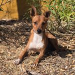 Mischling Canelo, 09/2022, ca. 35 cm