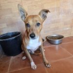 Mischling Canelo, 09/2022, ca. 35 cm