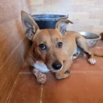 Mischling Canelo, 09/2022, ca. 35 cm
