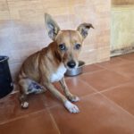 Mischling Canelo, 09/2022, ca. 35 cm