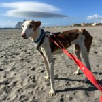 Podenco Ibicenco Careta, 02/2017, ca. 65 cm