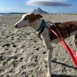 Podenco Ibicenco Careta, 02/2017, ca. 65 cm