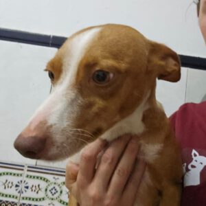 Podenco Cataleya, 10/2025, ca. 40 cm