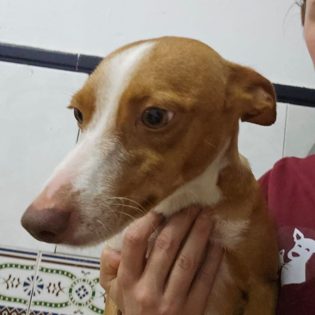 Podenco Cataleya, 10/2025, ca. 40 cm