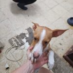 Podenco Cataleya, 10/2025, ca. 40 cm