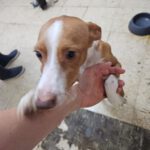 Podenco Cataleya, 10/2025, ca. 40 cm