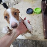 Podenco Cataleya, 10/2025, ca. 40 cm