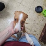 Podenco Cataleya, 10/2025, ca. 40 cm