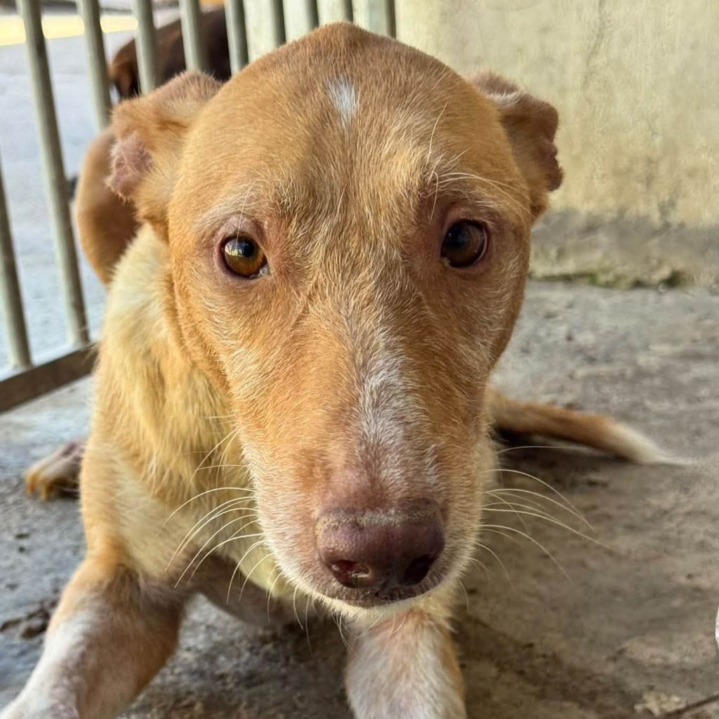 Podenco Mischling Chica, 06/2022, ca. 50 cm