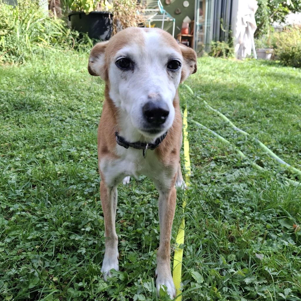 Podenco Chispi, 10/2014, ca. 45 cm