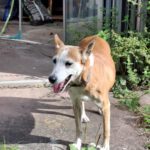 chispi-mp-2610 (2)
