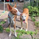 Podenco Chispi, 10/2014, ca. 45 cm