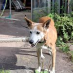 Podenco Chispi, 10/2014, ca. 45 cm