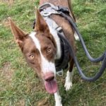 Podenco Christine, 02/2025, ca. 45 cm, 47802 Krefeld