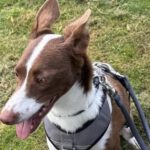 Podenco Christine, 02/2025, ca. 45 cm, 47802 Krefeld