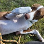 Podenco Christine, 02/2025, ca. 45 cm, 47802 Krefeld