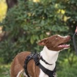 Podenco Christine, 02/2025, ca. 45 cm, 47802 Krefeld