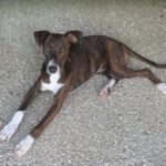 Mischling Coffe, 11/2025, ca. 50 cm