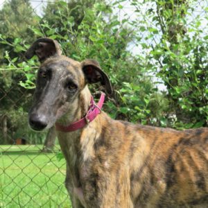 Galgo Cornetto, 02/2022, ca. 65 cm