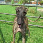 Galgo Cornetto, 02/2022, ca. 65 cm