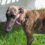 Galgo Cornetto, 02/2022, ca. 65 cm