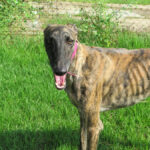 Galgo Cornetto, 02/2022, ca. 65 cm