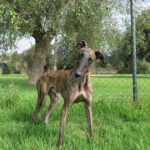 Galgo Cornetto, 02/2022, ca. 65 cm