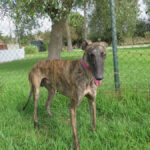 Galgo Cornetto, 02/2022, ca. 65 cm