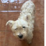 West Highland Terrier Cuca, 08/2021, Endgröße 30 cm