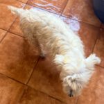 West Highland Terrier Cuca, 08/2021, Endgröße 30 cm