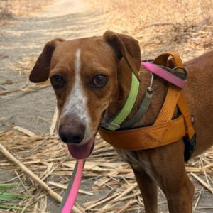 Podenco Mischling Curra, 06/2023, ca. 48 cm