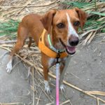 Podenco Mischling Curra, 06/2023, ca. 48 cm