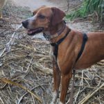 Podenco Mischling Curra, 06/2023, ca. 48 cm