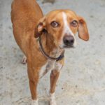 Podenco Mischling Curra, 06/2023, ca. 48 cm