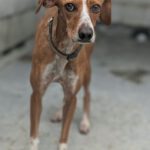 Podenco Mischling Curra, 06/2023, ca. 48 cm