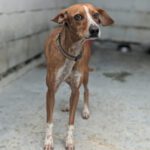 Podenco Mischling Curra, 06/2023, ca. 48 cm