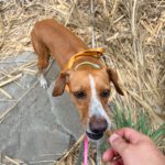 Podenco Mischling Curra, 06/2023, ca. 48 cm