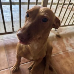 Podenco Maneto Curra, 02/2024, ca. 35 cm