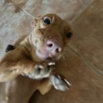 Podenco Maneto Curra, 02/2024, ca. 35 cm