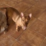 Podenco Maneto Curra, 02/2024, ca. 35 cm