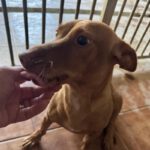 Podenco Maneto Curra, 02/2024, ca. 35 cm