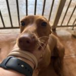 Podenco Maneto Curra, 02/2024, ca. 35 cm