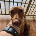 Podenco Maneto Curra, 02/2024, ca. 35 cm