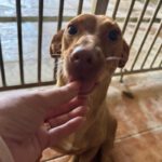 Podenco Maneto Curra, 02/2024, ca. 35 cm